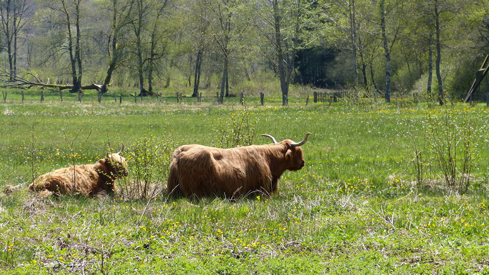 Des prairies humides à l'assiette...