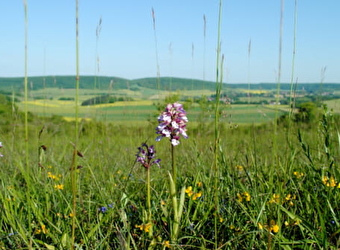 La butte aux orchidées - ARBOURSE