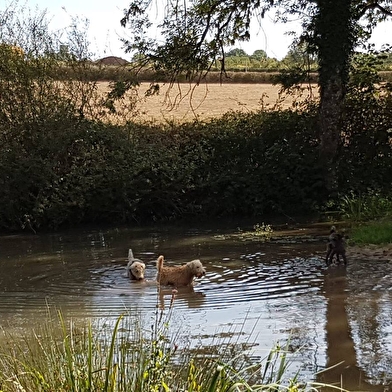 Domaine Le Gui (camping adapté pour chiens)