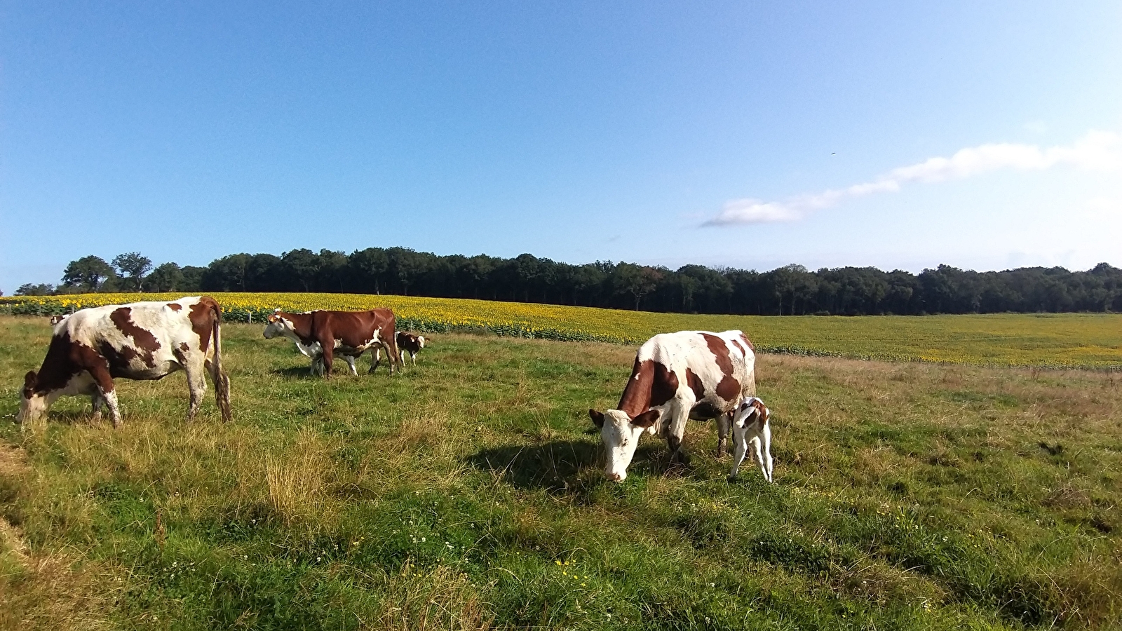 La Ferme des Trefles