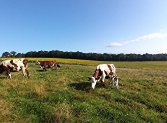 La Ferme des Trefles - FRASNAY-REUGNY