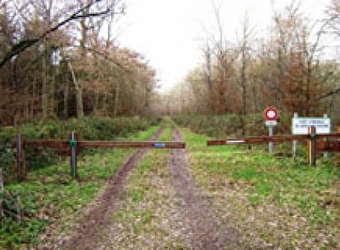 Forêt des Amognes - SAINT-BENIN-D'AZY