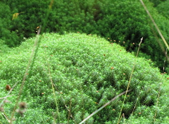 Forêt de Prémery - PREMERY