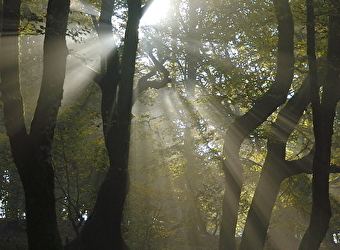 Jour de forêt à Bibracte - SAINT-LEGER-SOUS-BEUVRAY