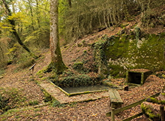La Buxaie de la fontaine Chamont - BICHES
