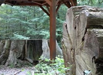  Le chêne Babaud - POISEUX