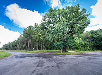 Le Chêne du Tiers - MONTAMBERT