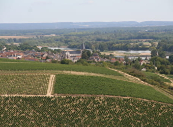 Vignoble de Pouilly-Fumé et Pouilly-sur-Loire - POUILLY-SUR-LOIRE