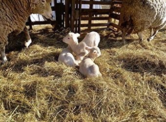 La Fée Mohair - TROIS-VEVRES