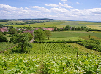 Vignoble de Tannay - TANNAY