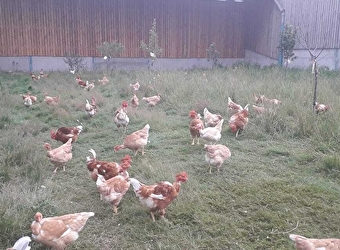 Secrets d’élevage : une immersion grandeur nature à la ferme - DEVAY