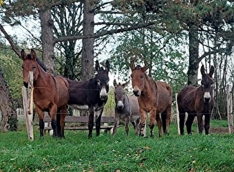Les Ânes de Menou - MENOU