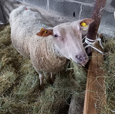 Secrets d’élevage : une immersion grandeur nature à la ferme