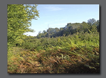 Forêt de Guérigny - GUERIGNY