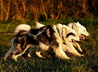 Excursion en chiens de traîneau par Wood'Cie Ranch Canin - CHEVENON
